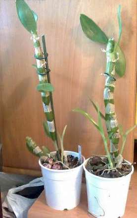 orkhideja-dendrobium-.jpg