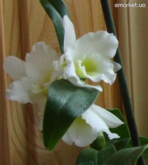 dendrobium-belyj-aromatnyj.jpg