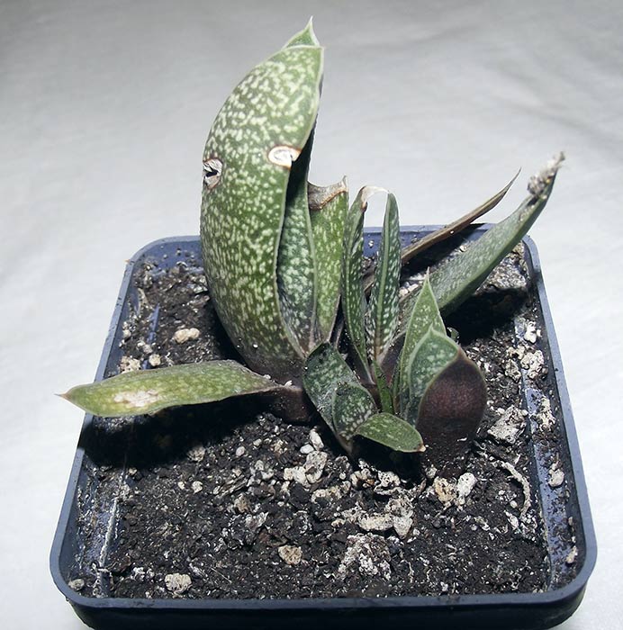 gasteria1.jpg