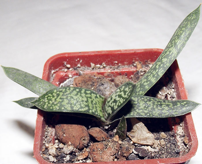 gasteria2.jpg