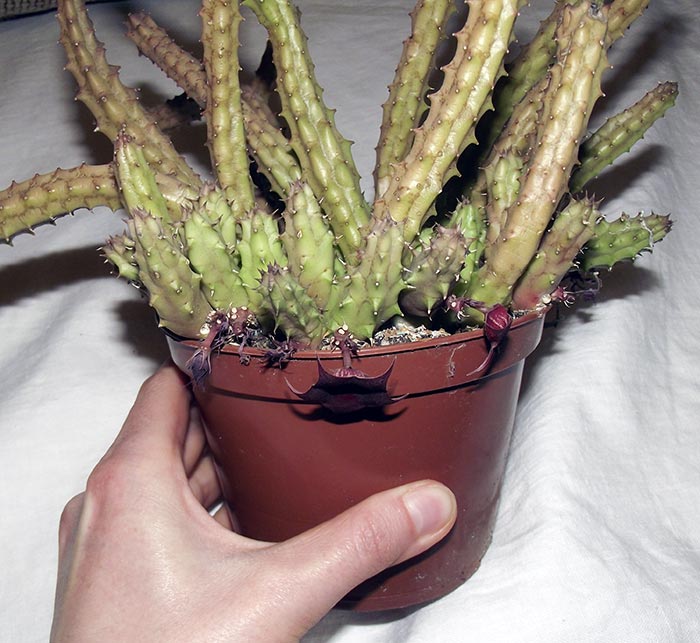 huernia1.jpg
