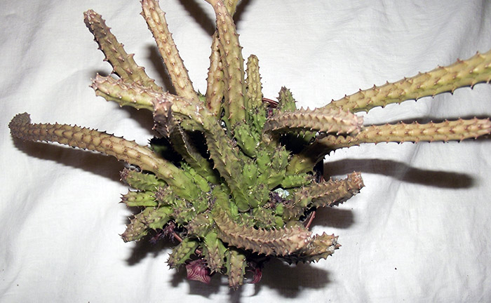 huernia2.jpg