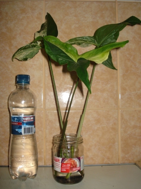 DSC09893.JPG