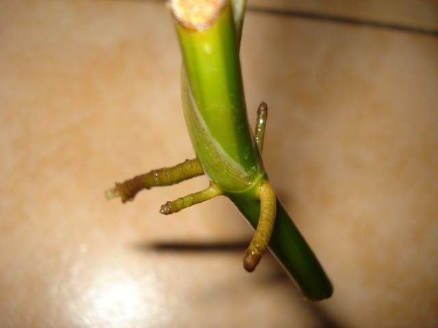 DSC09885.JPG