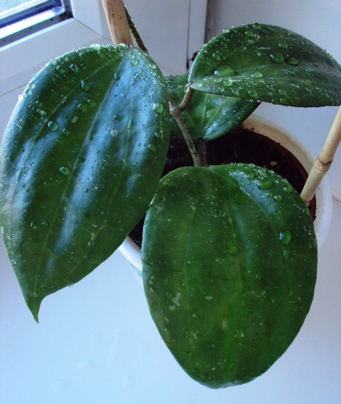 Hoya macrophylla Blume.jpg