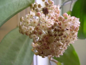 Hoya macrophylla Blume цветение.jpg