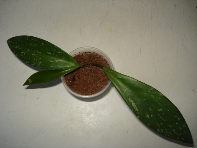 DSC09906.JPG