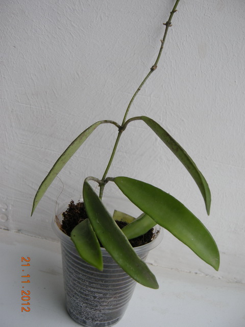 DSCN0809.JPG