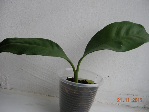 DSCN0810.JPG