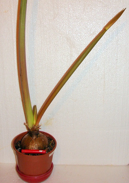 DSC05011plf.jpg