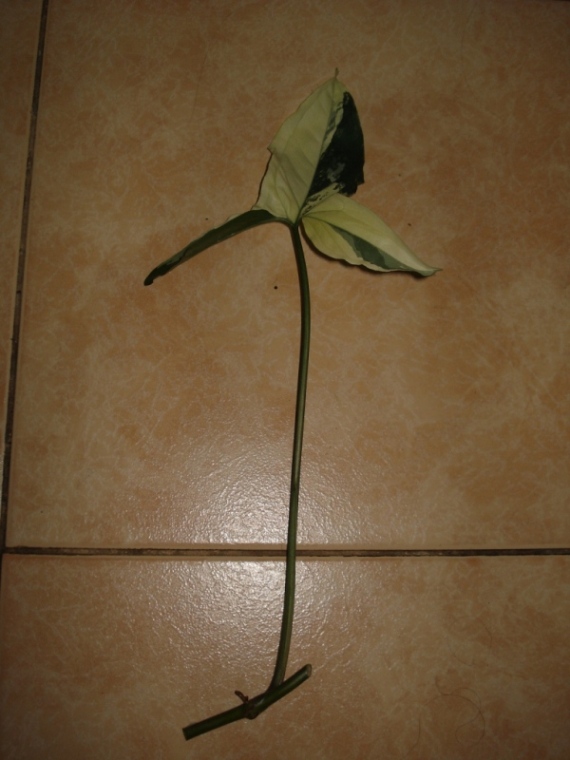 DSC09935.JPG