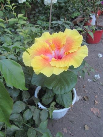 IMG_1030.jpg