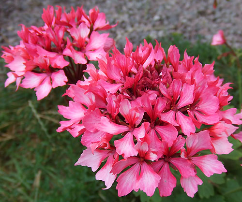 Fireworks_Bicolor.jpg