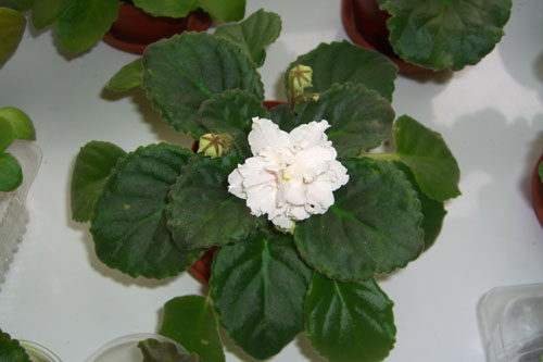 CIMG8874.JPG
