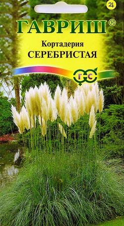 кортадерия.jpg