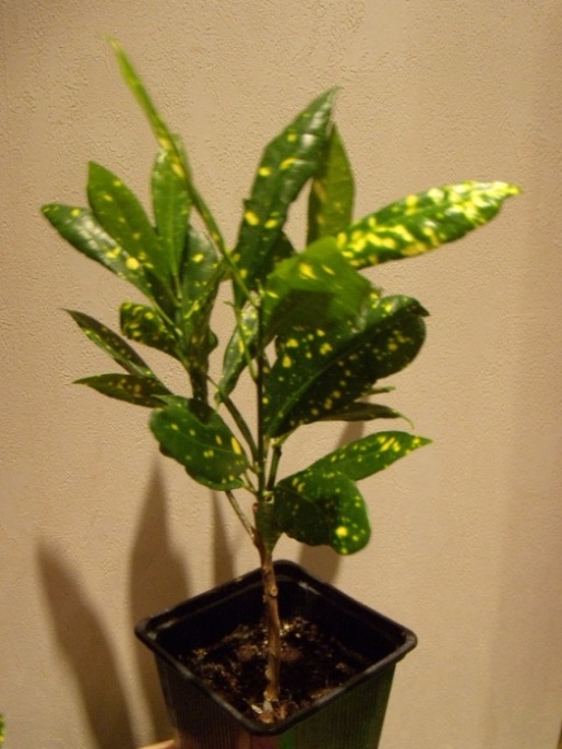 DSCN6665.JPG