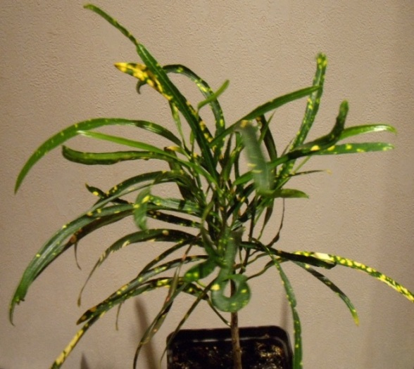 DSCN6667.JPG