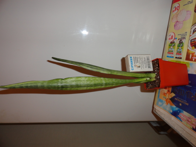 DSC02245.JPG