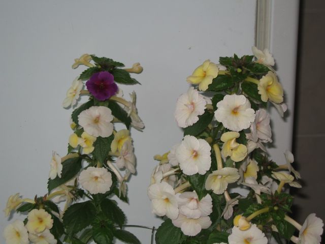 IMG_0435.JPG