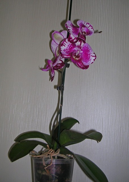 DSCN8859.JPG