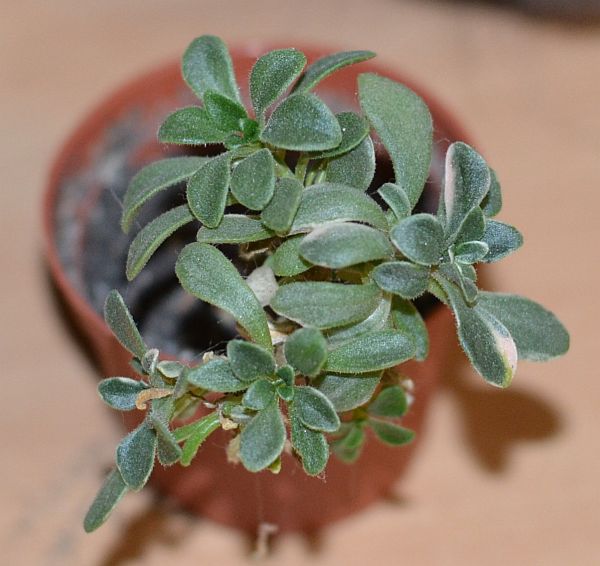 DSC_9643.JPG
