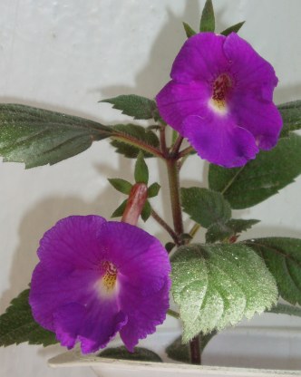 P1010049.JPG