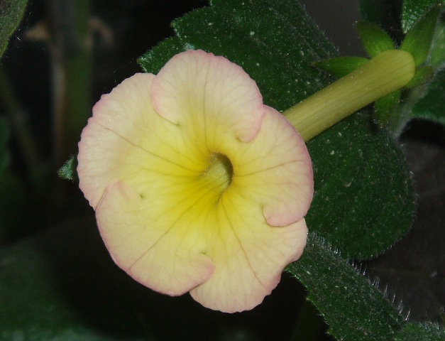P2010051%20(19).JPG