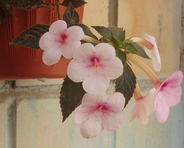 P1010075.JPG