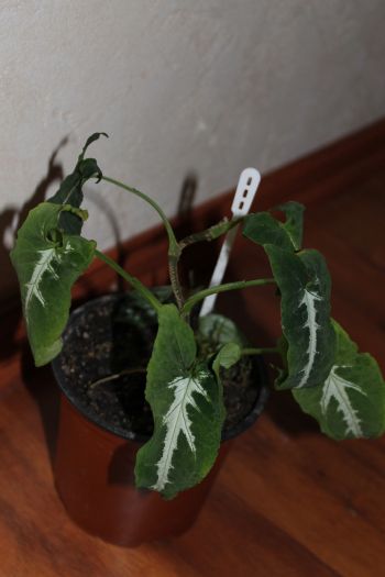 IMG_8624.jpg