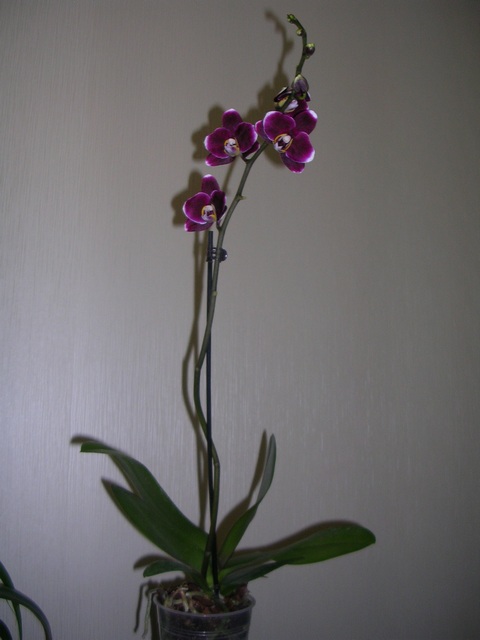 DSCN8711.JPG
