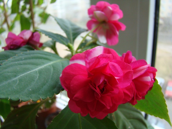 DSC03878.JPG