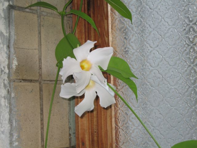 IMG_0632.JPG
