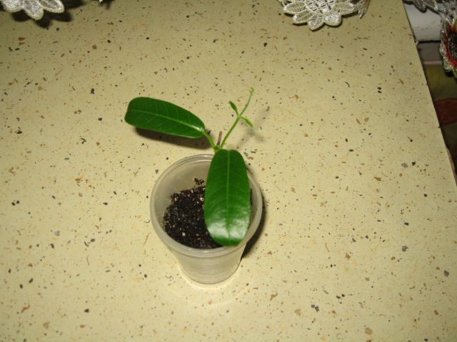 IMG_1667.JPG
