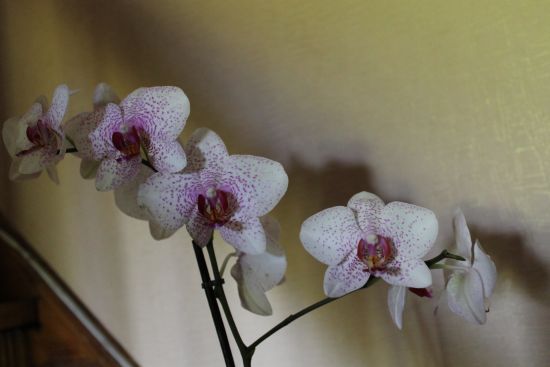 IMG_4938.jpg