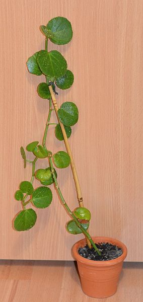 DSC_9694.JPG