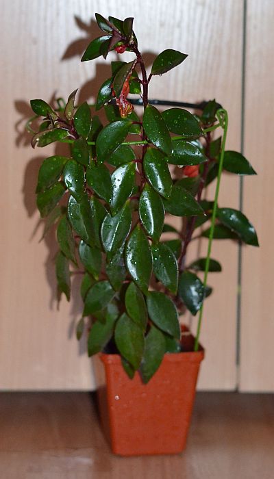 DSC_9749.JPG