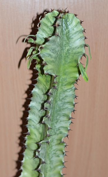 DSC_9755.JPG
