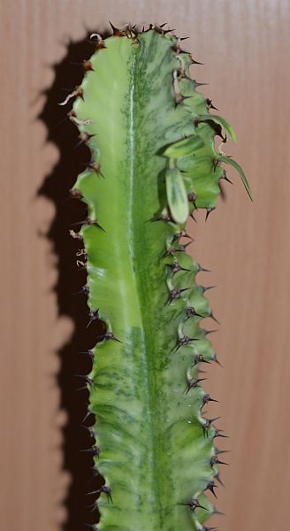 DSC_9757.JPG