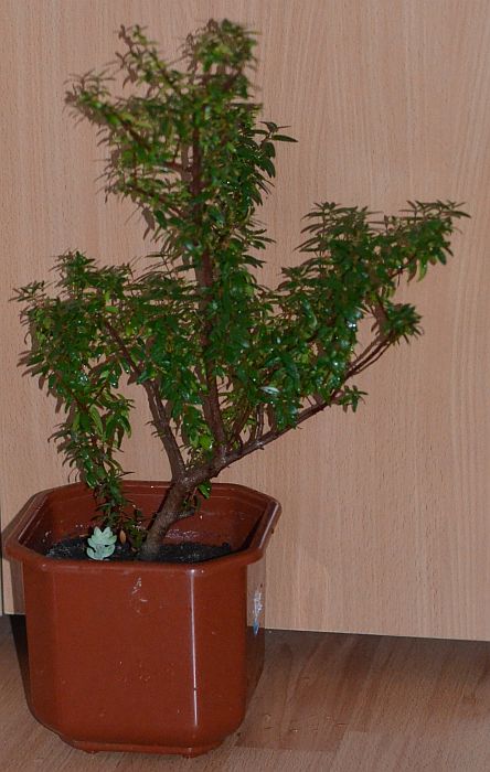 DSC_9745.JPG
