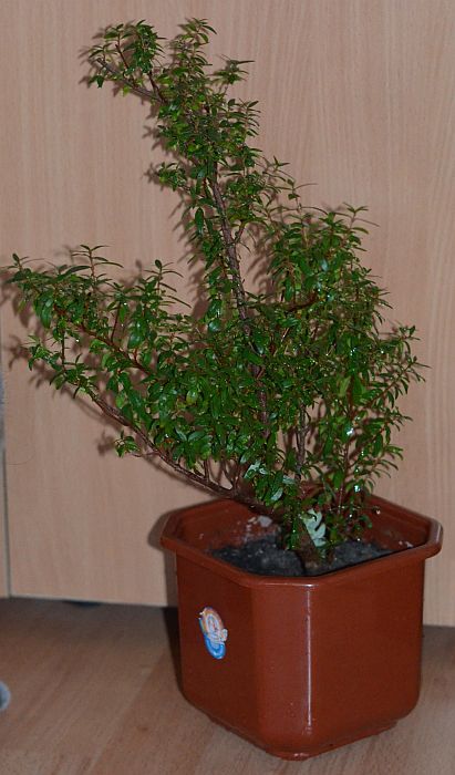 DSC_9747.JPG