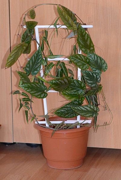 DSC_9758.JPG