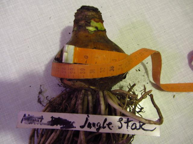 Jungle Star.JPG