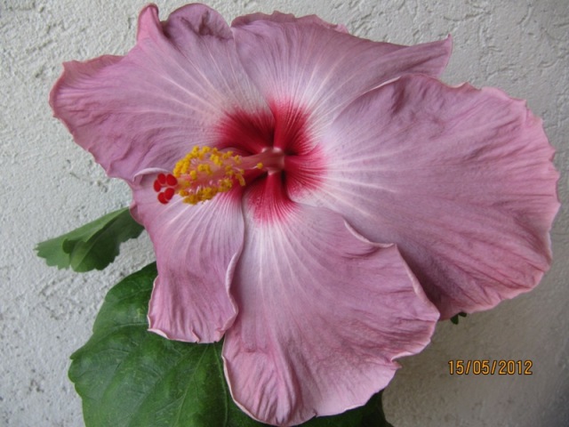 IMG_3763.JPG