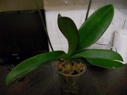 DSCN4105.JPG