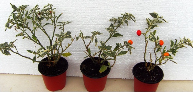SDC12190 (640x332).jpg