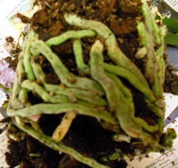 DSCN4120.JPG