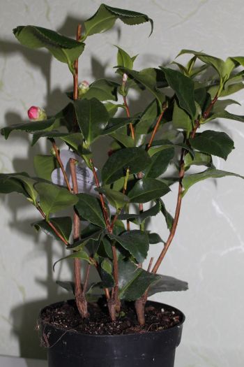 IMG_8778.jpg