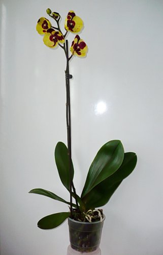 P1300895_500.jpg
