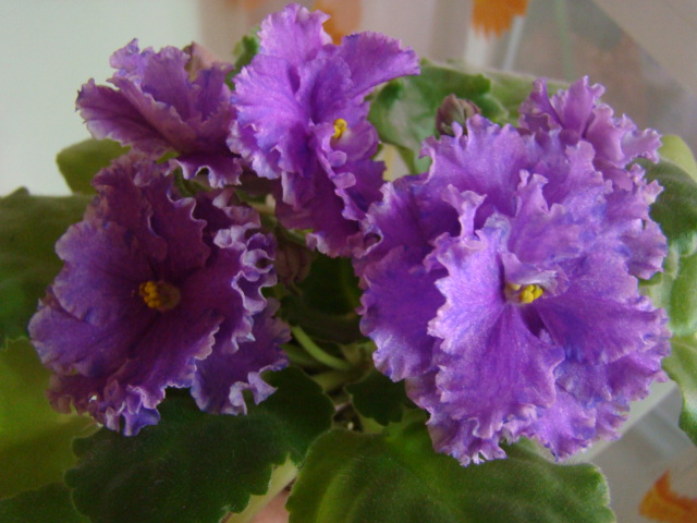 DSC05086.JPG