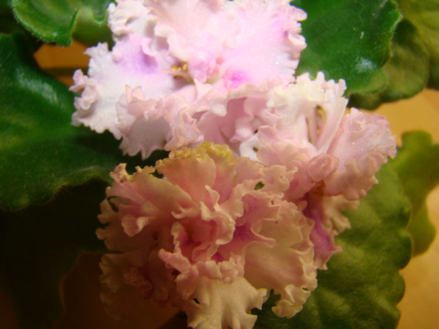 DSC04948.JPG